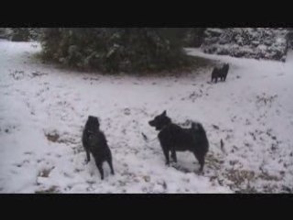 3 schipperkes sous la neige