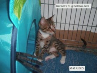 Cuatro pequeños en GALICIA