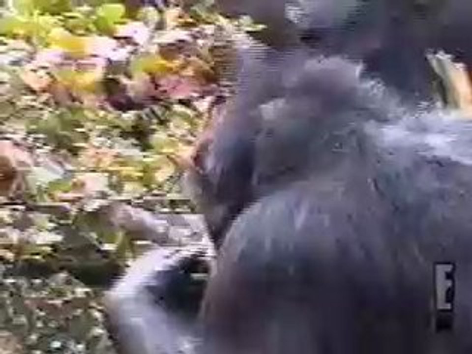 Chimp