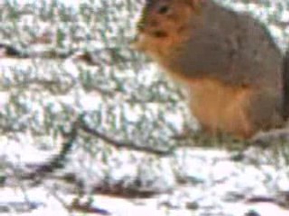 Chubby Squirrel Forages in Winter Snow
