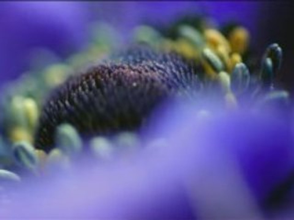 Happy Birthday Peter