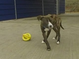 More dogs dumped as credit crunch bites