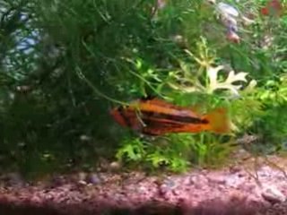 Alevins Apisto cacatuoides super-red