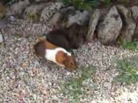 Mes chonchons 1 モルモット