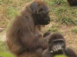 Baby gorrila born just in time to mark Year of the Gorilla