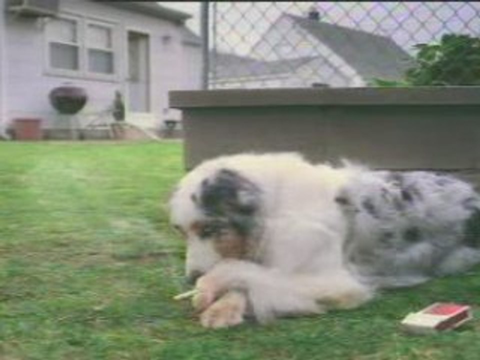 Smoking or not smoking ?