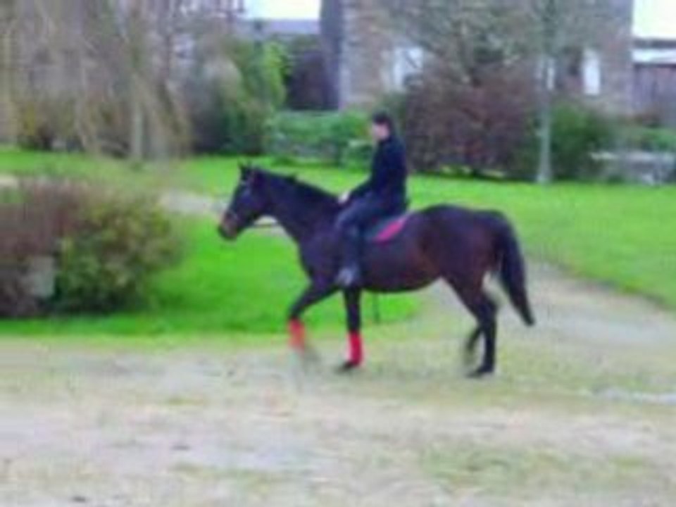Essais sans sangle: au trot