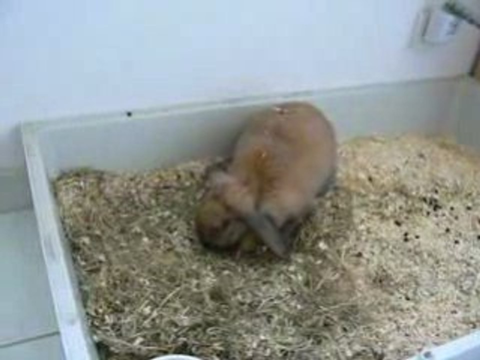 Praline se roule dans son foin