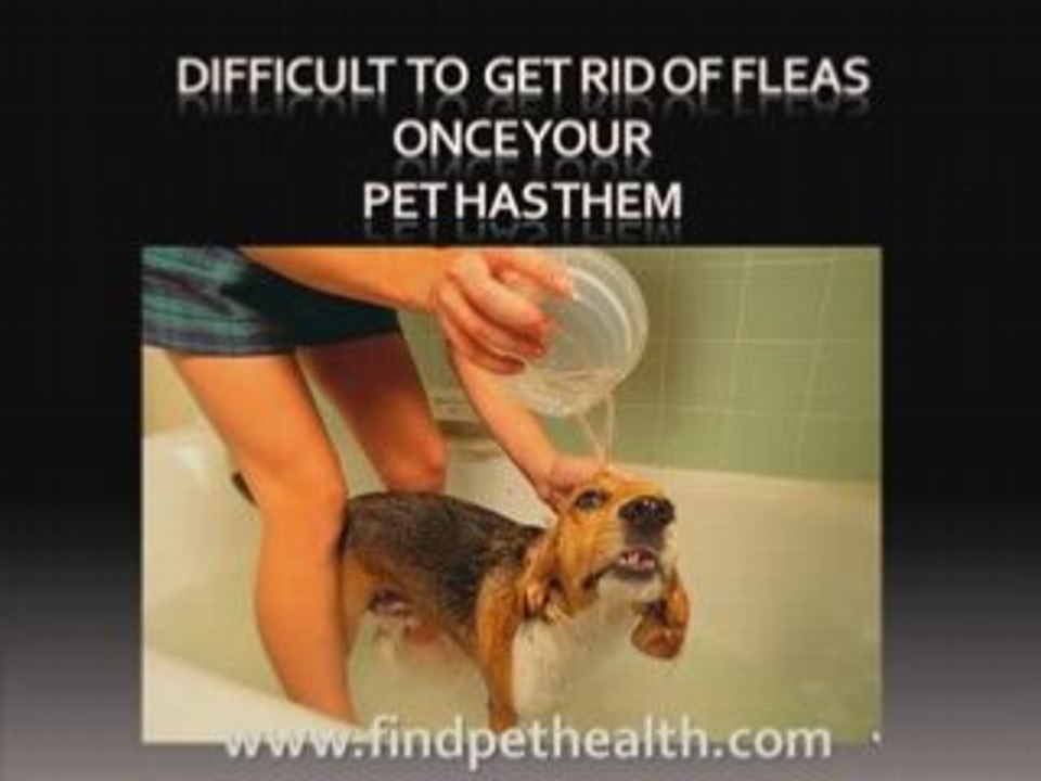 How to get rid of fleas on your pet and house