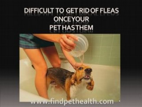 How to get rid of fleas on your pet and house