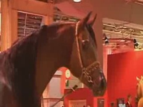 Championnat du Monde du Cheval arabe 2008 - Paris