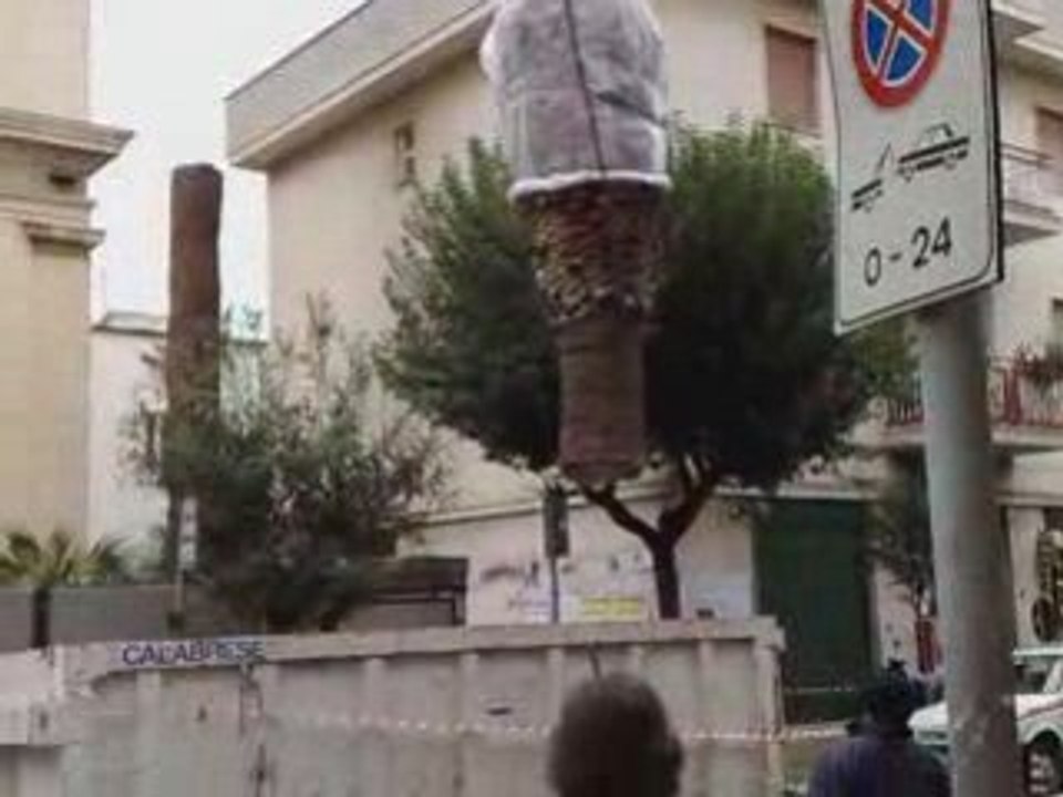 2^Palma abbattuta