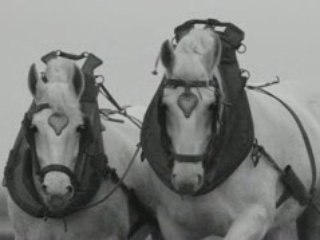 chevaux de trait