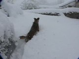 Kapy le chien qui avance dans les 60 cm de neige