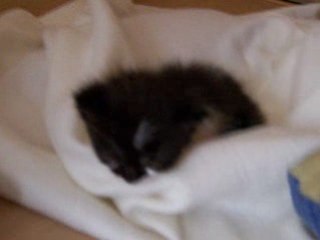 Notre chaton seulement quelques semaines