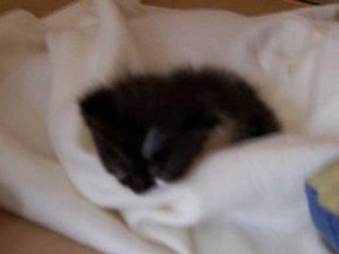 Notre chaton seulement quelques semaines