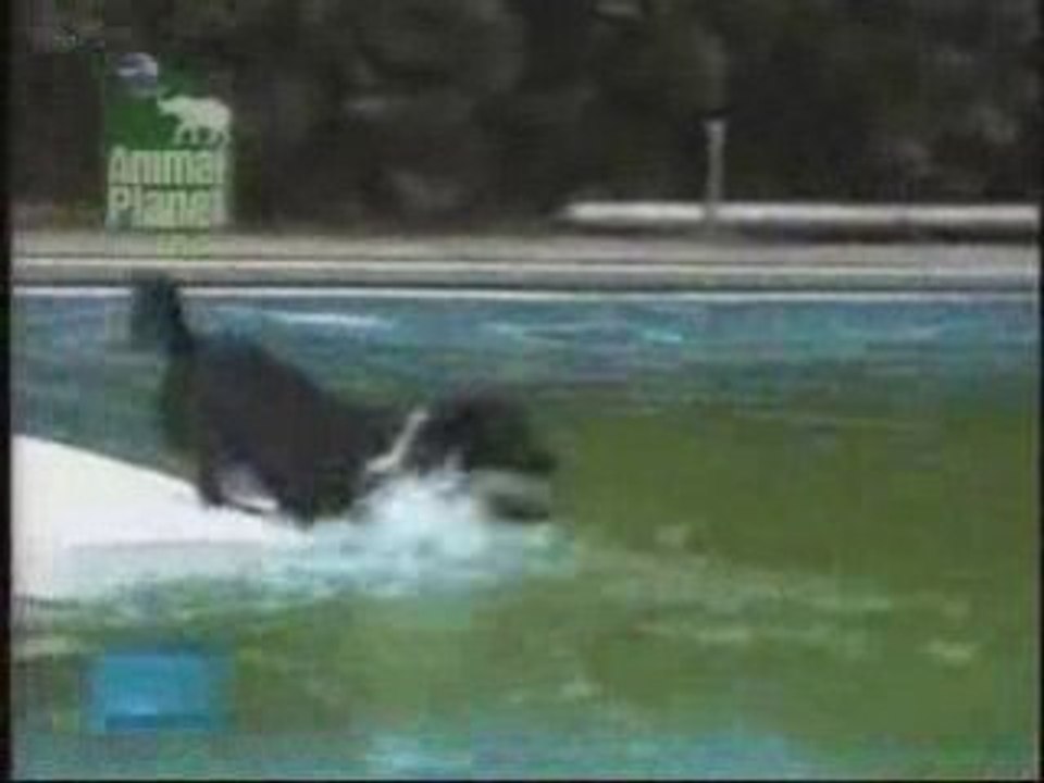 Köpeğin azmi - doginpool