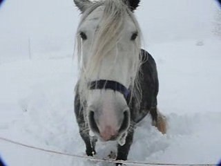 Les chevaux dans la neige et Kapy le chien