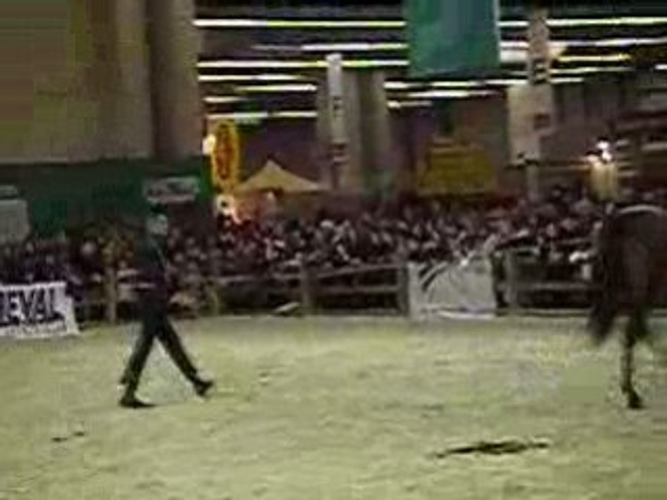 Presentation lipizzan au salon du cheval (2008)