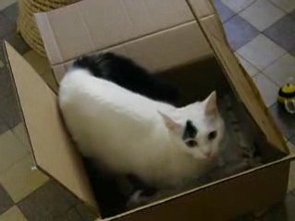 chatcartoon