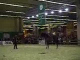 Presentation lipizzan au salon du cheval (2008)