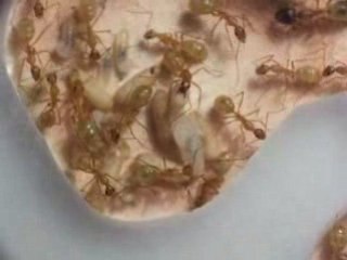 Camponotus maculatus