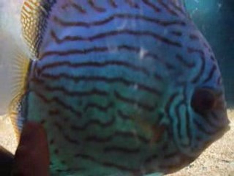 Pontes discus