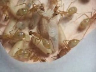 Camponotus maculatus