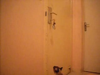 chat stamois tourne les clés d'une porte pour sortir