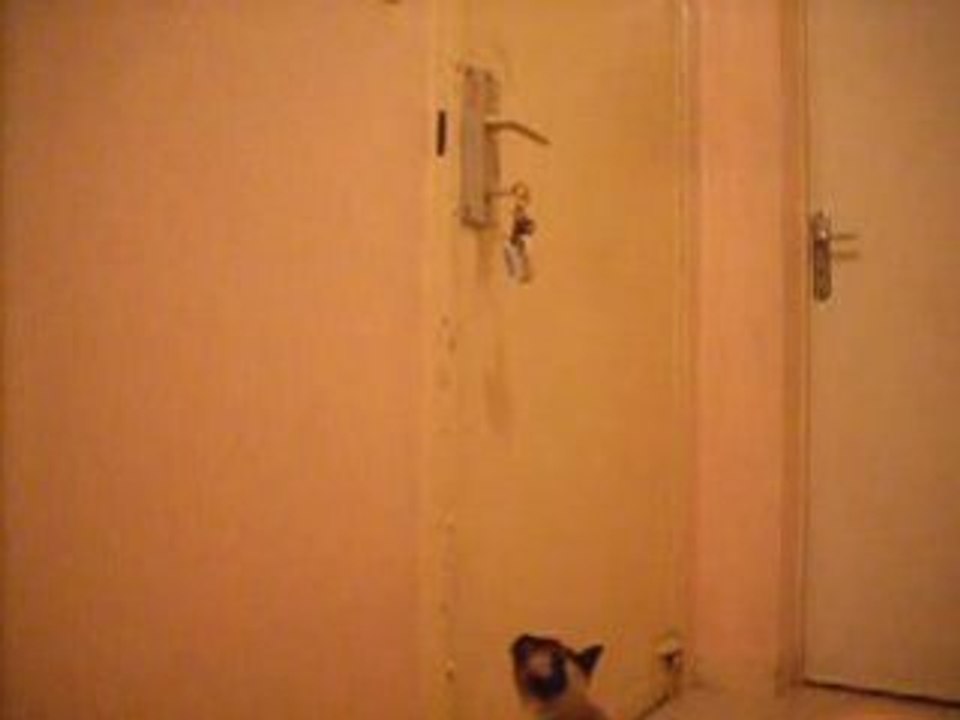 chat stamois tourne les clés d'une porte pour sortir