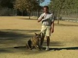 Dogs Training Series  Common Questions About Heart Worm