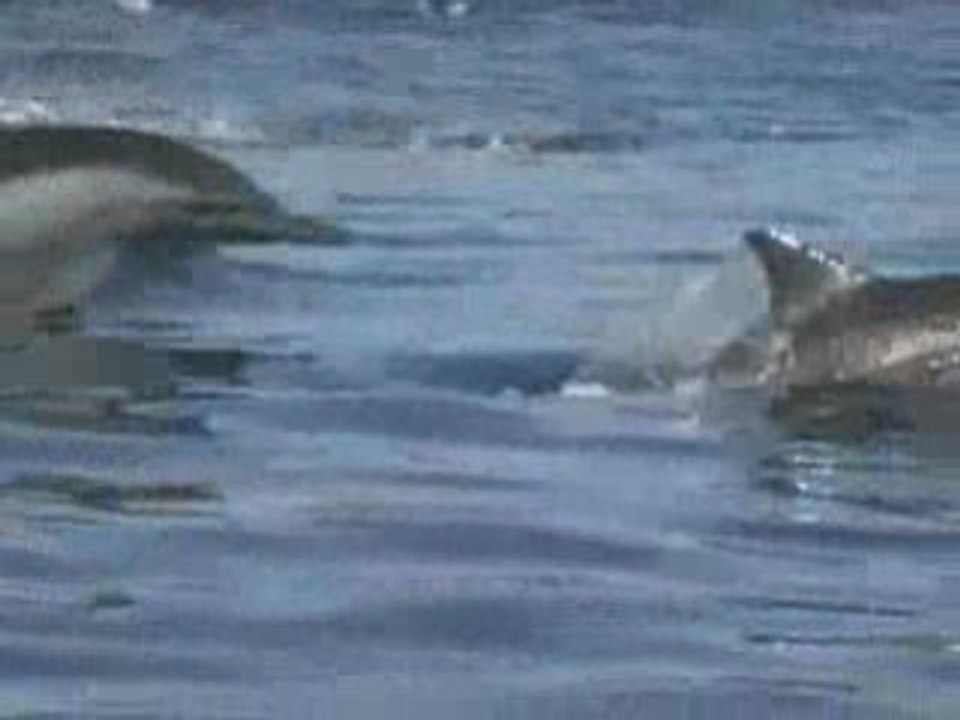 Des dauphins par centaines
