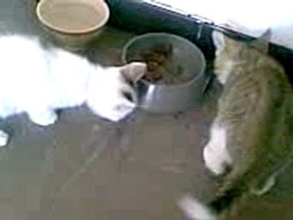 Caramel et Raptor_01102008