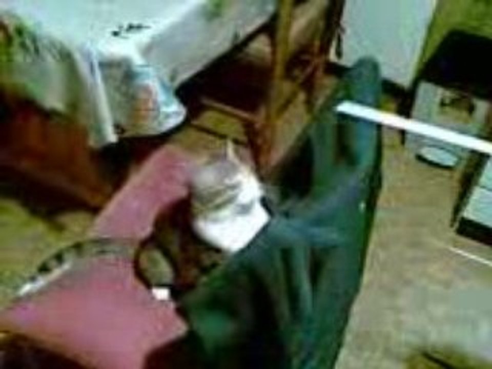 Dressage de tigre // 16122008