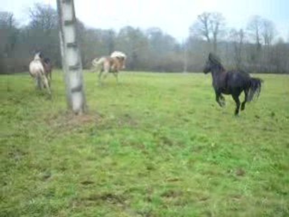 les poneys déchaînés