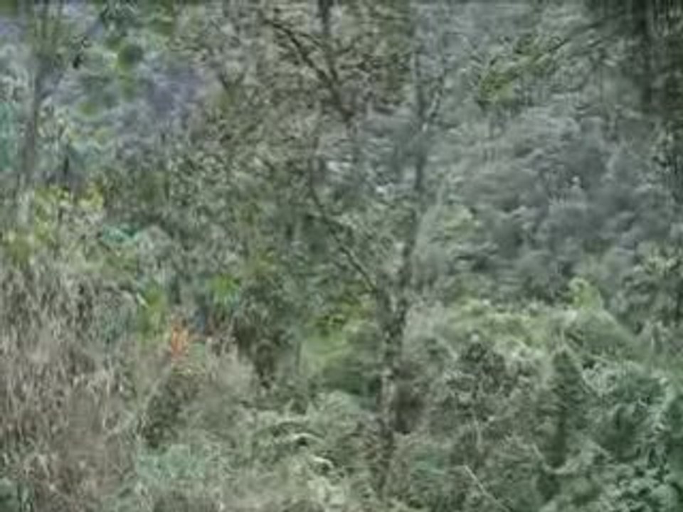 Singe dans la jungle