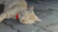 sleeping kitty