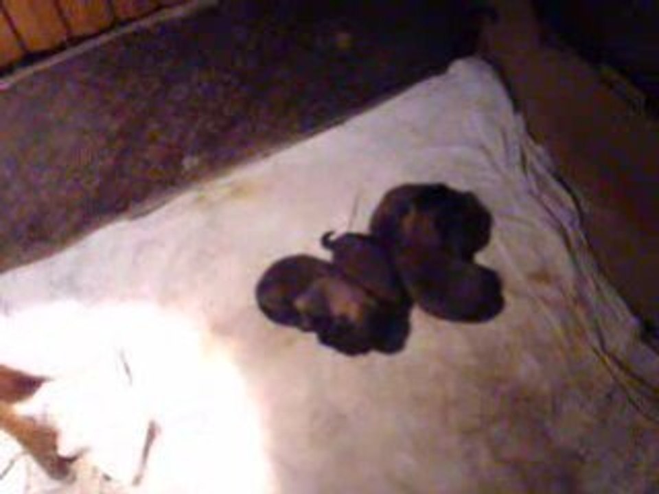 TRISKEL ET SES CHIOTS