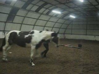 Reculer,pas esp, trot esp