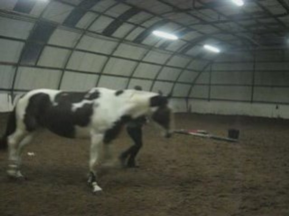 Reculer,pas esp, trot esp