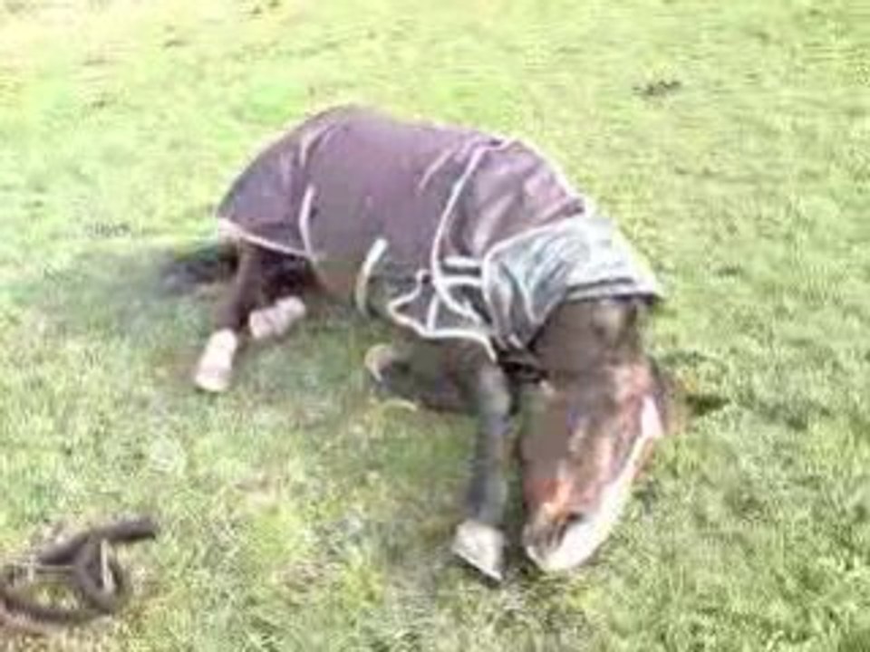 Sieste au pré - Rimoron - Octobre 2008