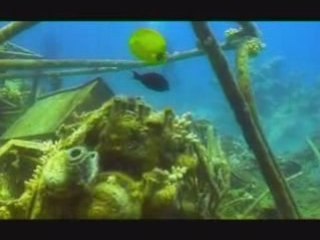 Séjour plongée Ecolodge Marsa Shagra