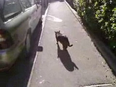 Ch@movie **NEKO descent trois etages et va gambader en foret