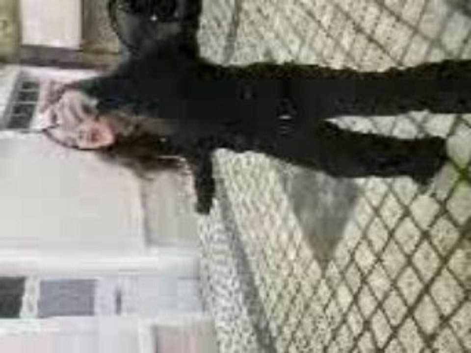 Danse