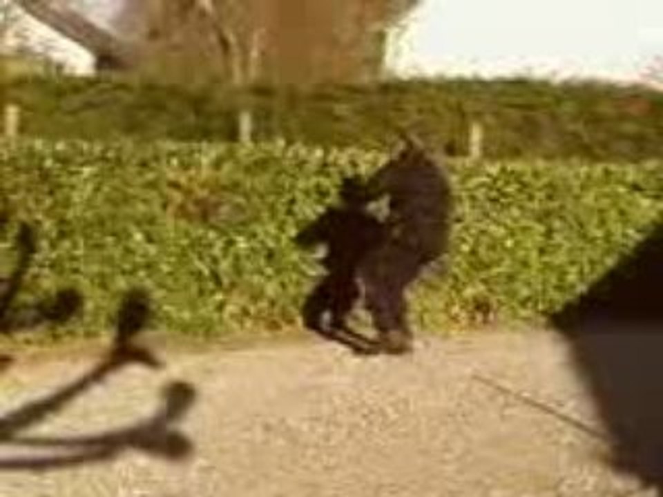 saut par dessus la haie