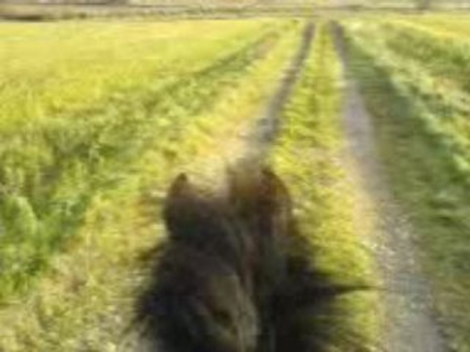 1ère balade avec Nico