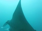 Mantas heron island