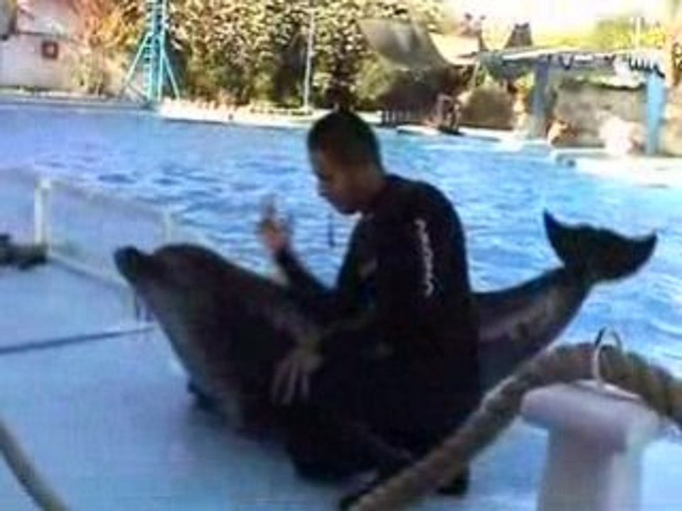 SHARM EL SHEIKH 2008 - Delfinárium