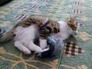 Çorapla Oynayan Kedi