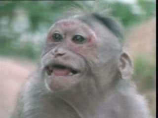 Les belles dents à dédé (la vie privée des animaux)